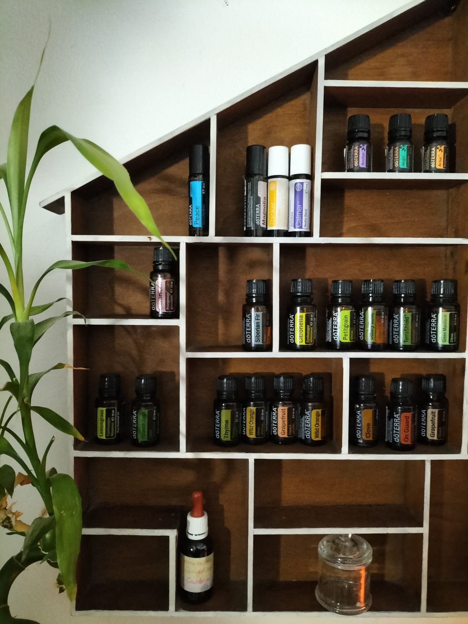 foto di oli essenziali diversi su mensole
